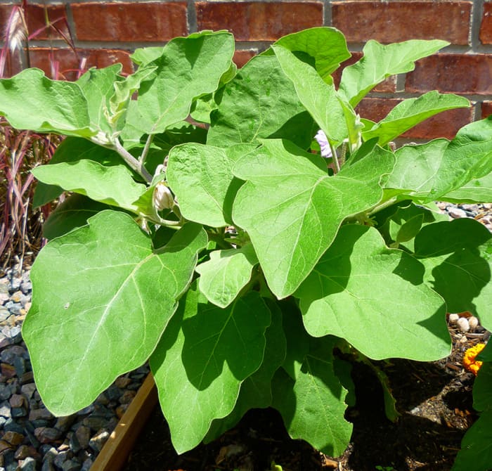 Eggplant grown in 2012. Eggplants have foliage similar to a potato plant but grow with a structure very similar to that of a pepper plant.