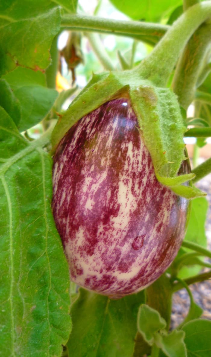 Eggplant fruits can be harvested at any time. As long as they have a nice sheen, they're ripe for the picking! Much like zucchini, eggplants are most tender when picked early and small, rather than late and large.