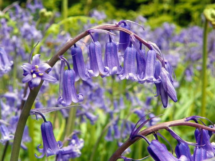 English bluebells - The flowers grow from only one side of the stem causing it to curve.