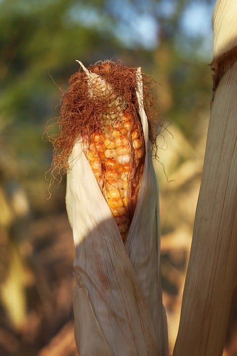 O milho indiano é colhido quando as cascas se tornam castanhas