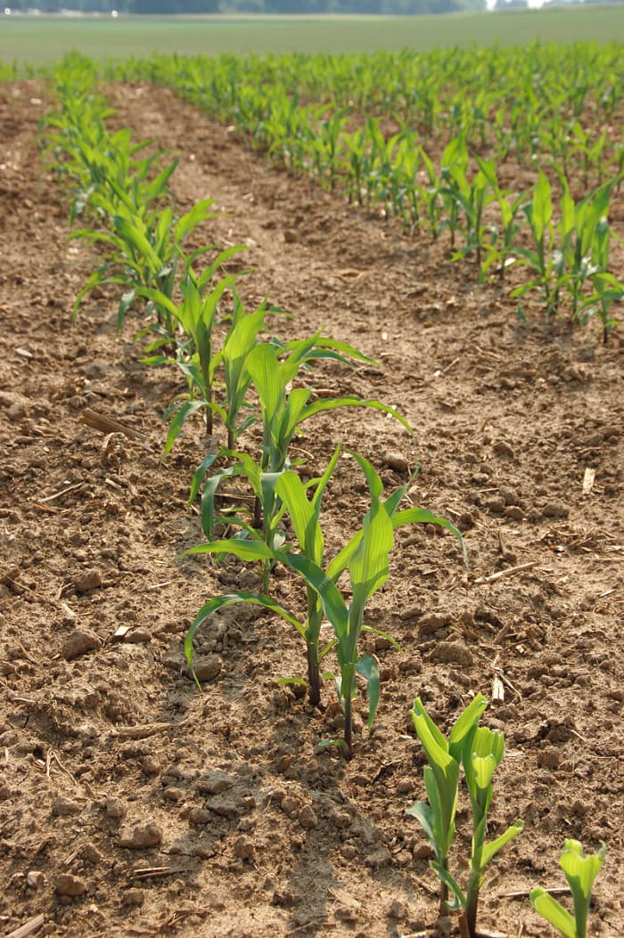 Hold din majs godt ukrudtsbekæmpet, så den ikke skal konkurrere om vand og næringsstoffer.