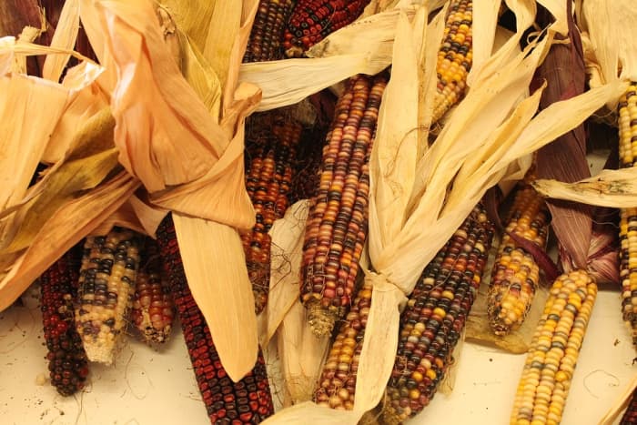 Kukuřice indiánská, původní kukuřice vyšlechtěná z teosinte 