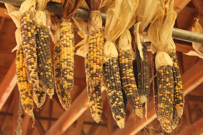 Indiase maïs opgehangen om te drogen