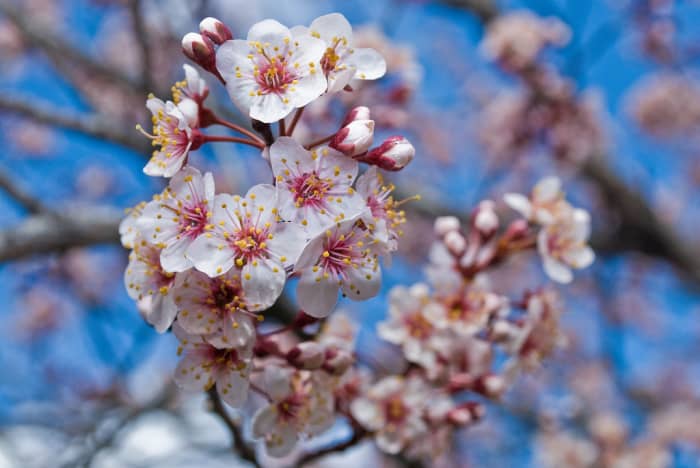 Cherry Blossoms
