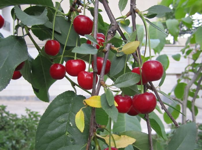 How to Grow Bing Cherry Trees in Arizona - Dengarden