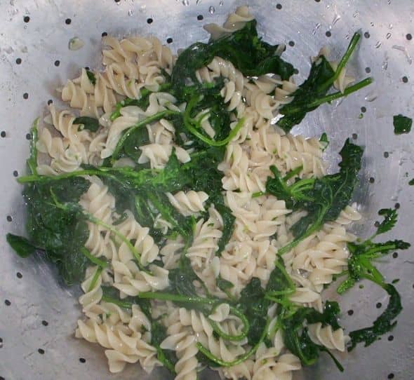 Whole grain pasta with mallow, stinging nettle, sow thistle, and mustard green leaves, all taken from my backyard.