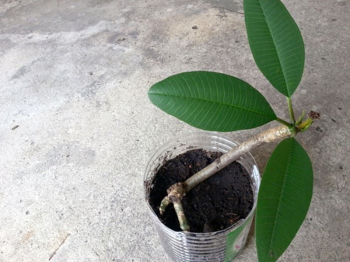 I was lucky with this plumeria cutting as it grew after about a week of planting. Some of my other cuttings died as it had rotted at the base. Could be due to over watering.