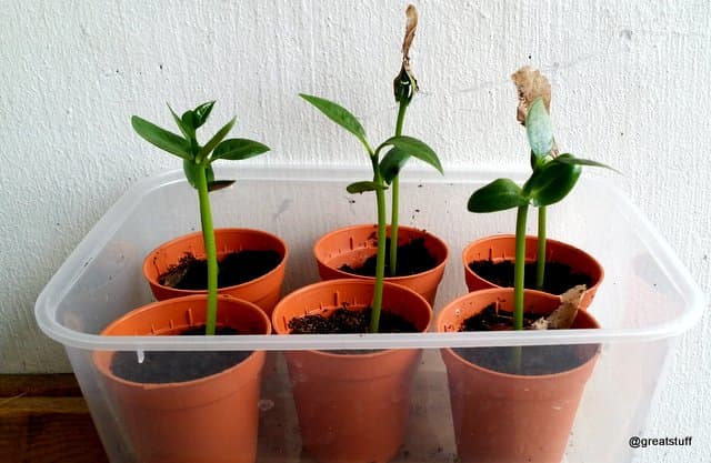 These young Plumeria Seedlings are now ready for repotting to bigger pots (usually after it had develop at least two true leaves)