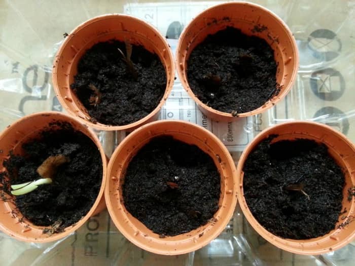 Frangipani seeds will germinate from seven days to over a month. This particular pot had the seed leaves emerging after seven days.