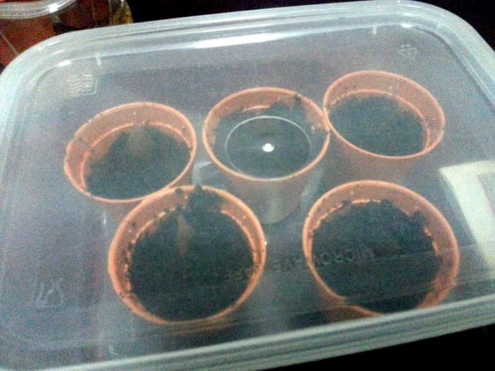 Place the pots in a plastic container. Then, cover the top to create a mini greenhouse effects for these plumeria seeds to germinate