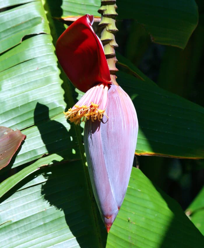 Banana flowers.
