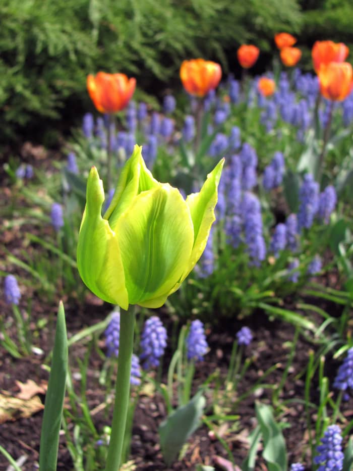 Green Tulip