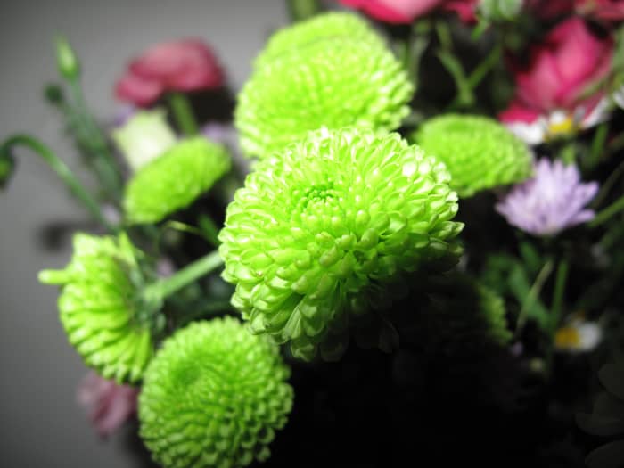 Green blooms add a surprising, pretty touch to an arrangement or a garden bed.