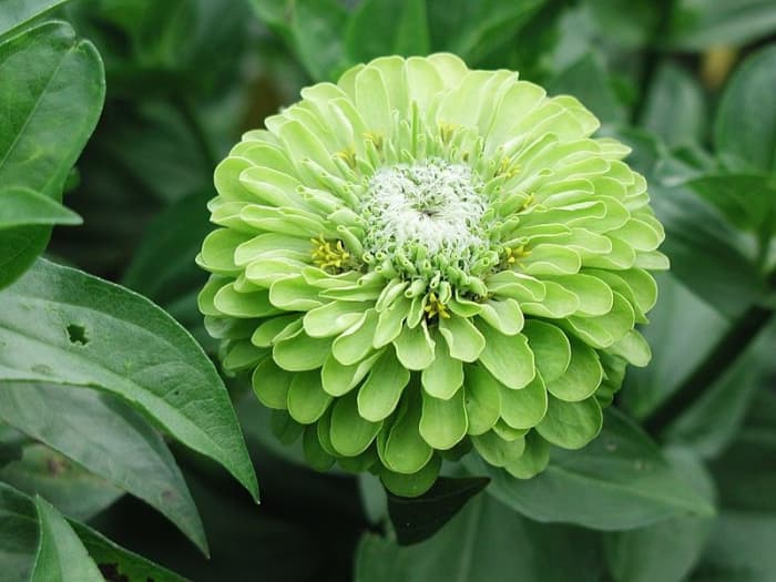 Zinnia Jade