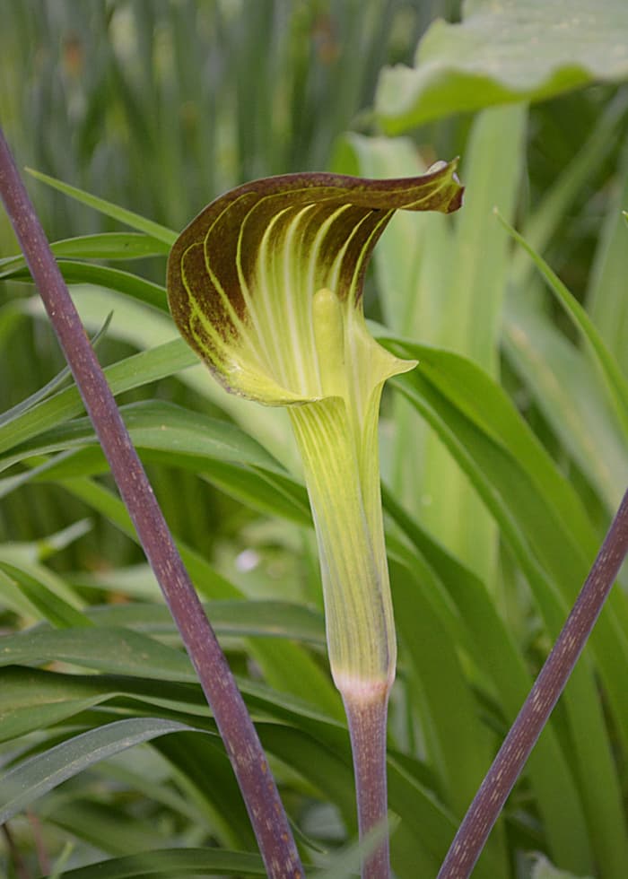 Jack in the Pulpit