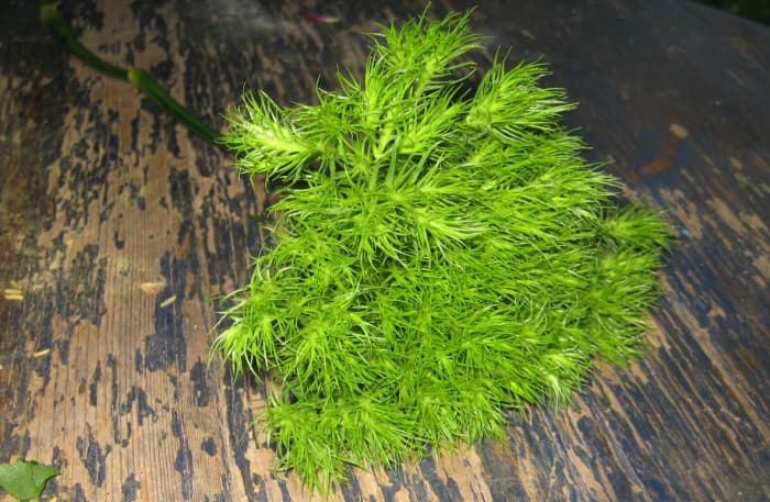 Green Trick or Green Bell Carnation