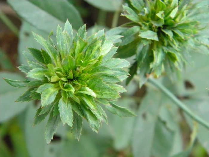 Rosa Chinesis Viridiflora
