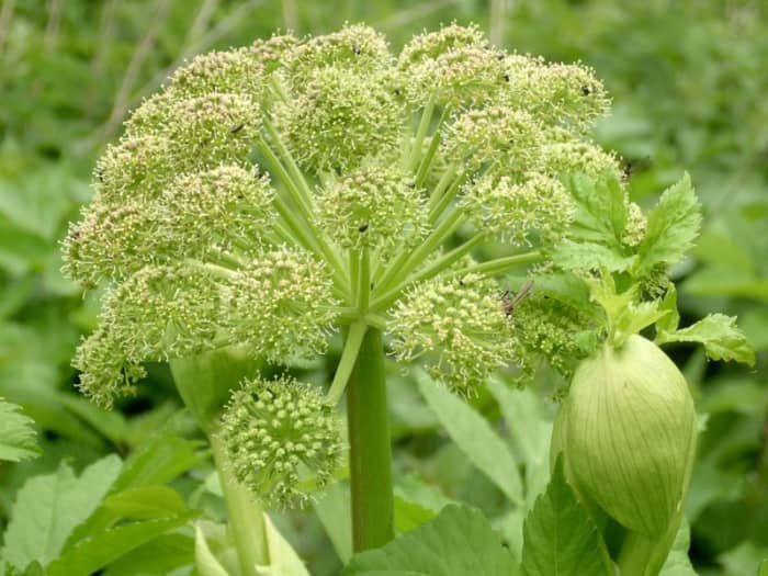 Angelica archangelica litoralis