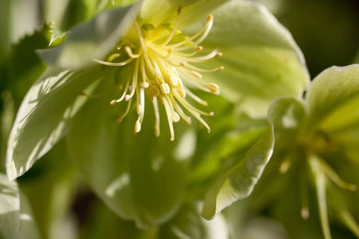Corsican Hellebore