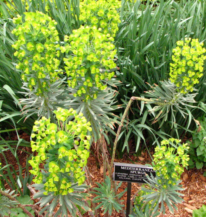 Mediterranean Spurge