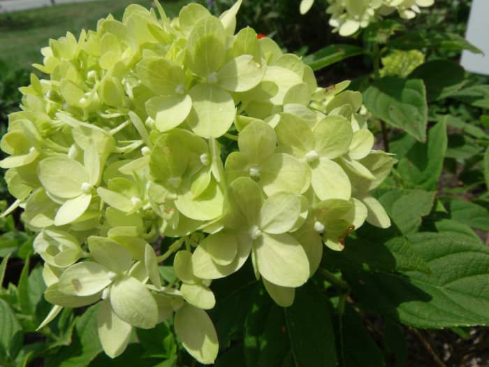 Hydrangea Mini Limelight