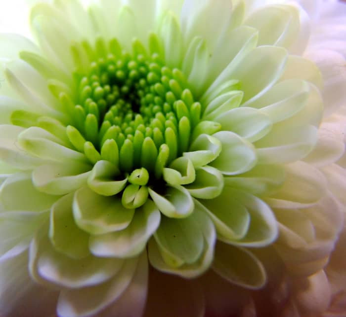Green Chrysanthemum