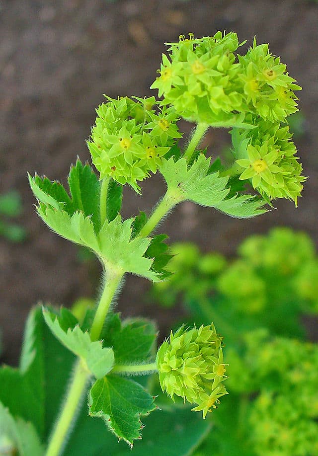 Lady's Mantle or Alchemilla vulgaris