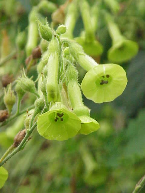 Nicotiana langsdorffii