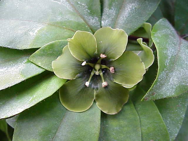 Deherainia Smaragdina