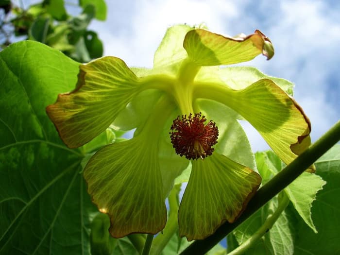 Abutilon Sandwiccence