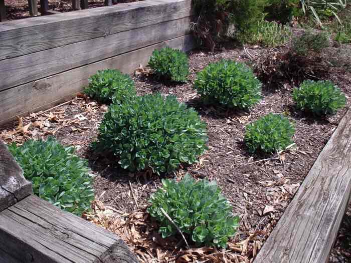 How to Grow Sedum 'Autumn Joy' for Fall Color Dengarden