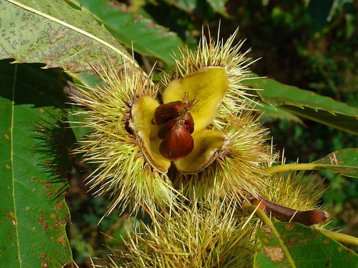 Sweet chestnuts can be used for a variety of applications in the kitchen, including making your own delicious flour.