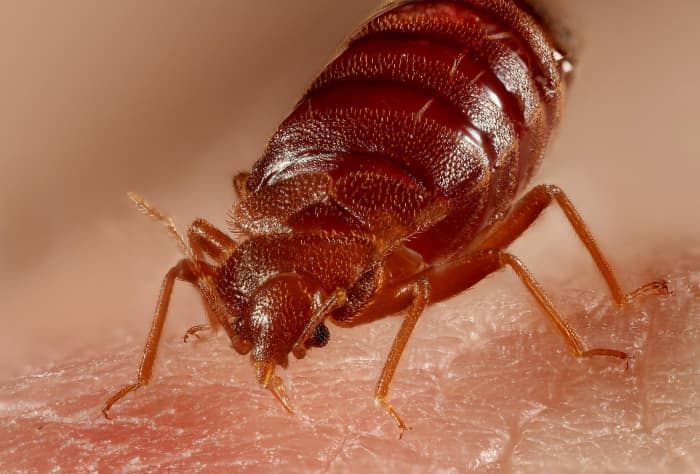 This is a close-up of a bed bug. They can't stand heat, so if you use hot washes, dryers, and steam to your advantage, you should be able to eradicate them.