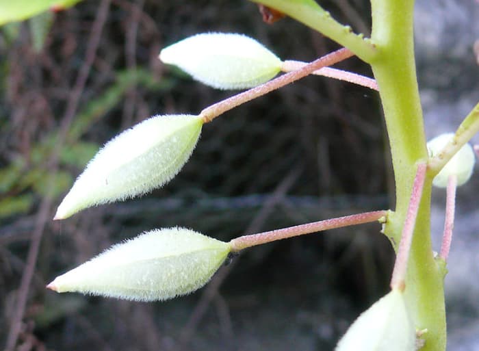 How to Grow Balsam (TouchMeNot) Dengarden