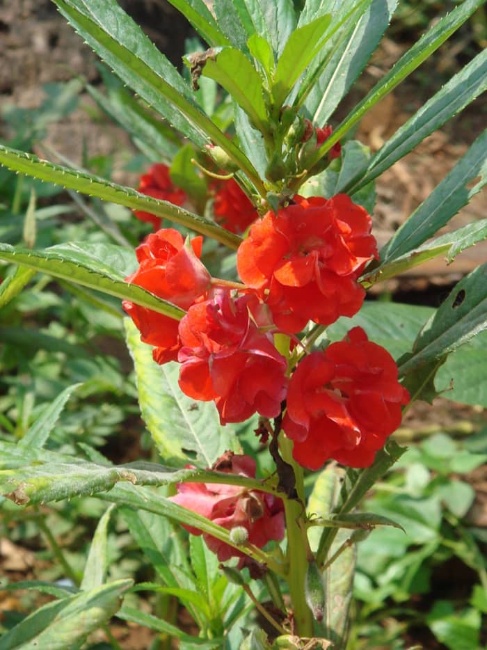 How to Grow Balsam (Touch Me Not) HubPages How to Grow Balsam (Touch Me Not) HubPages