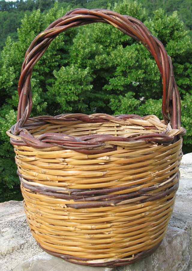 How to Plant and Grow Willow From Cuttings Dengarden