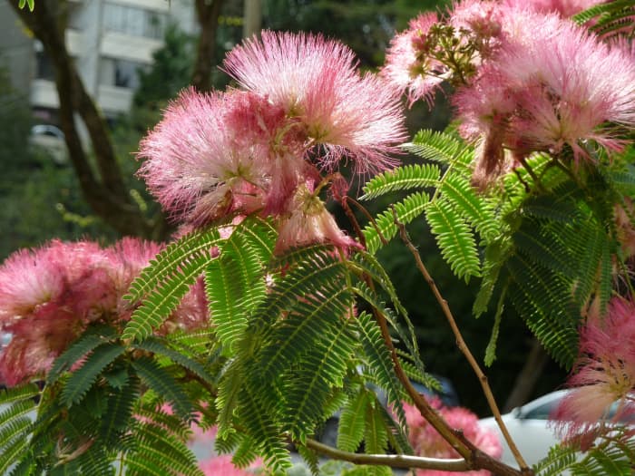 How to Grow a Mimosa Tree From Seeds Dengarden