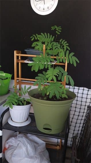 My Mimosa tree at four months old. I found transplanting the Mimosa into 5-gallon pots helps to increase size and trunk strength before transplanting directly to soil.