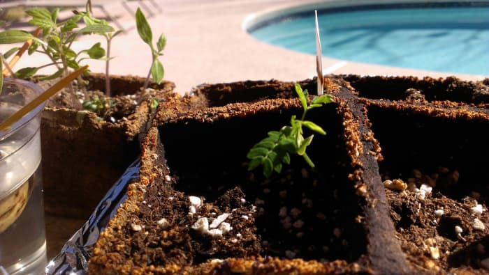 Peat pots come in clusters of 6 or 8 attached pots in a square shape, attached only at the tops. This is for easy cut away of each pot when seedlings are ready for transplant.