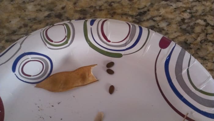 This is how the seeds look outside of the pods. Make sure the pods are dry before opening to retrieve the seeds.