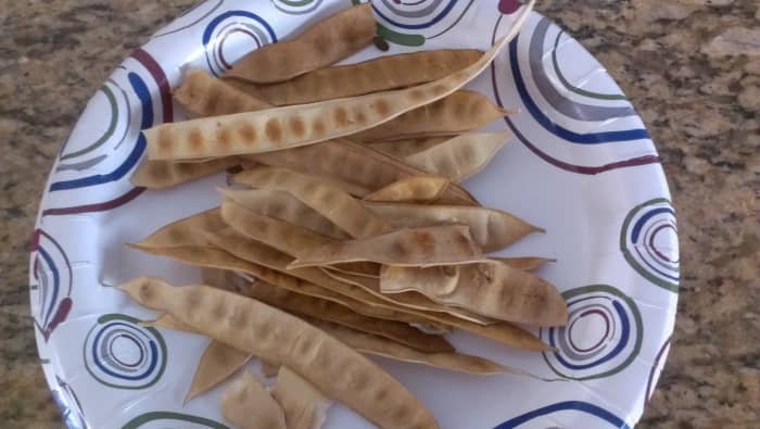 Seed pods can encase up to 12 seeds, or as little as 2 seeds.