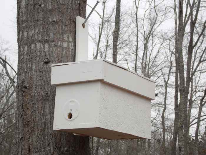 Swarm trap on hanger in oak.