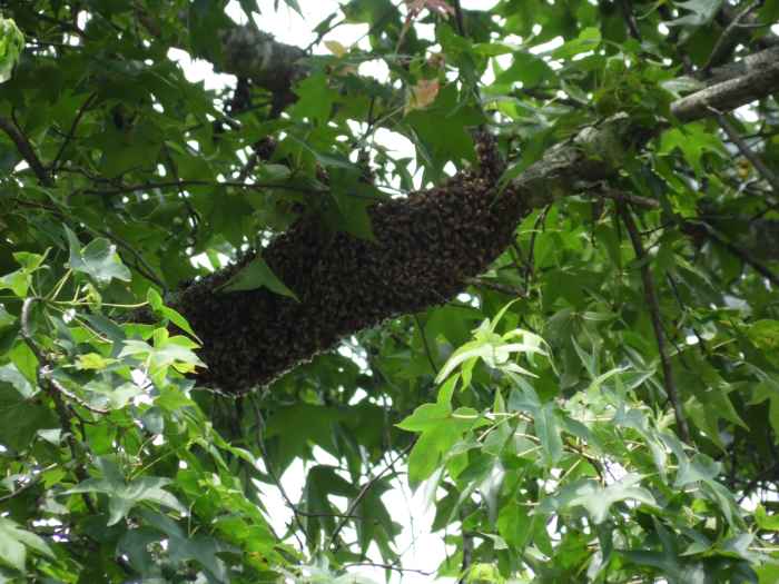 Swarm of honey bees high in a poplar tree.