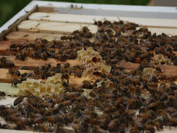 Bee colonies are expensive, and swarm traps are cheap! Learn about trapping honey bee swarms for your hive.