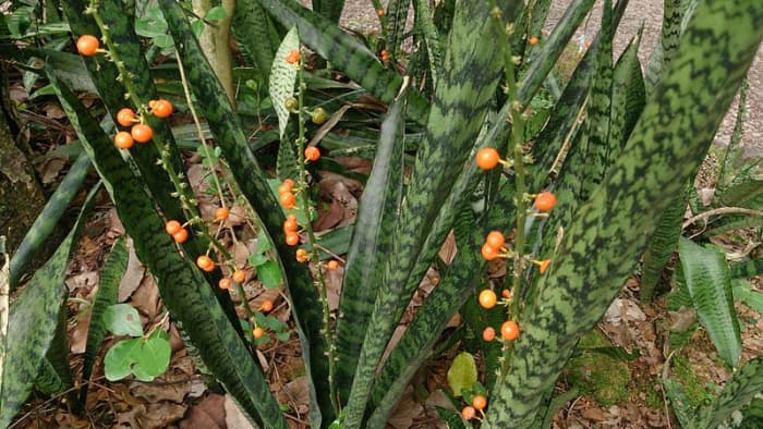 Sansevieria or Snake Plant with berries. Although the berries contain seeds, the plants more readily reproduce using underground rhizomes.
