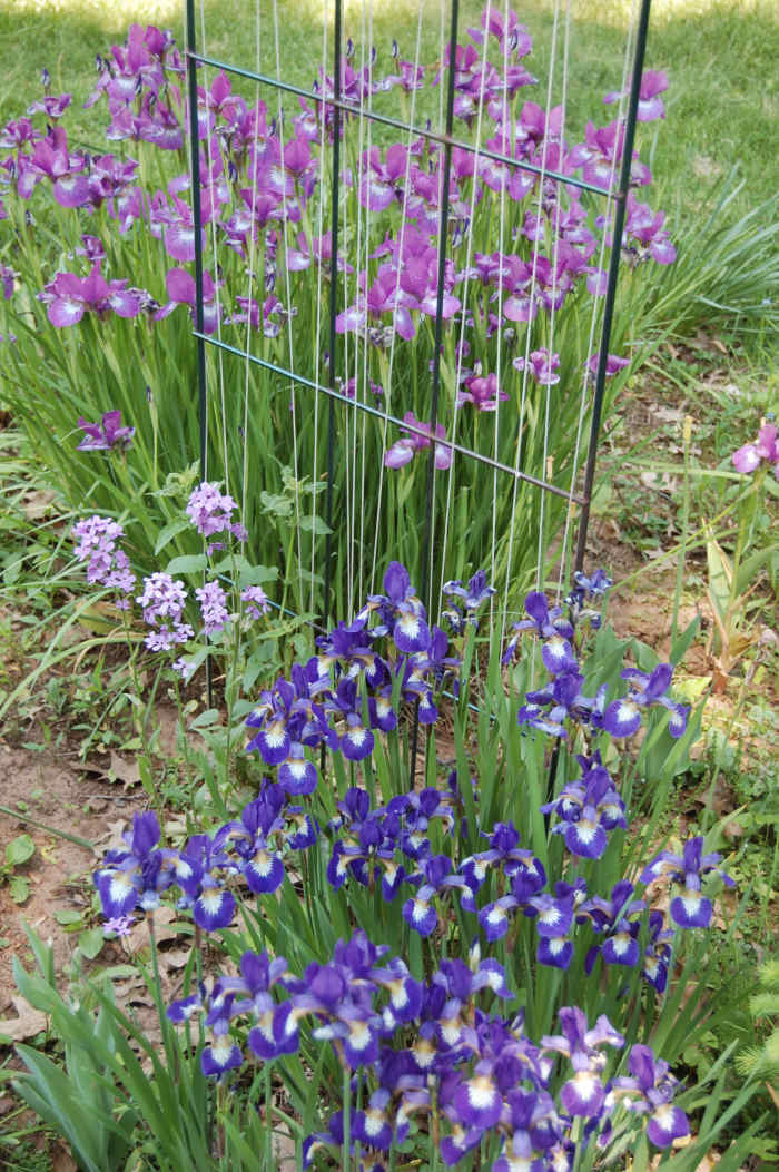 How to Grow Siberian Iris Dengarden