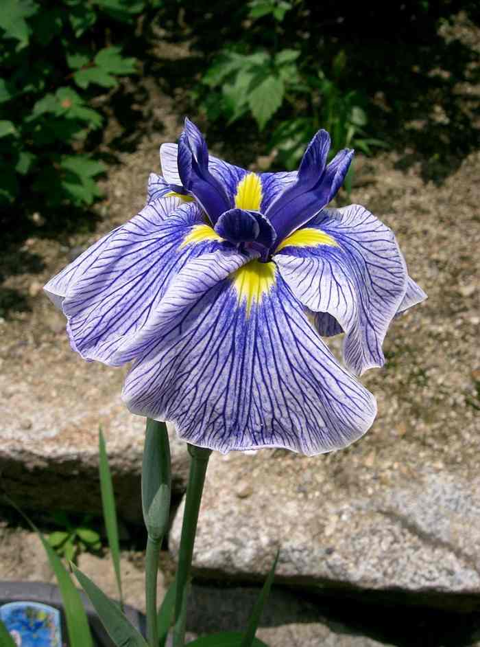 How to Grow Japanese Iris Dengarden