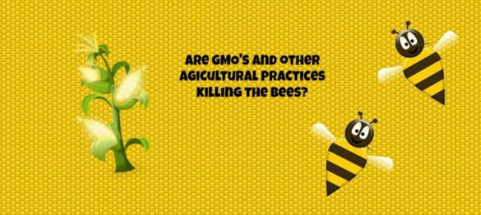 Genetically modified crops and monoculture farming may be contributing to the death of honey bees and to colony collapse disorder.