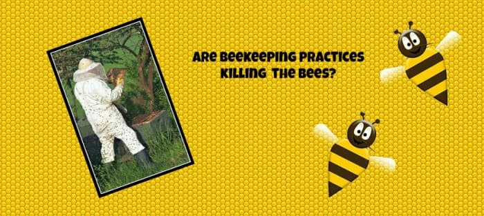 Some beekeeping practices may be contributing to the death of honey bees and to colony collapse disorder.