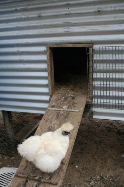 The raised hen house provides an undercover area to offer protection from sun, rain ... and hawks. (The ramp looks cleaner after rain!)